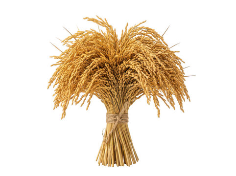 Golden rice sheaf isolated on white. Dried paddy grain bundle for agricultural design.