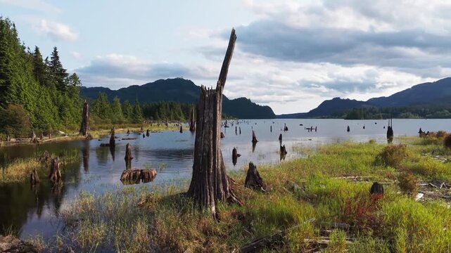 Dead Tree in Stave Lake Reservoir, Aerial Drone Footage