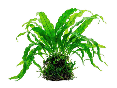 Java fern aquatic plant. Green freshwater aquarium plant isolated on white background.