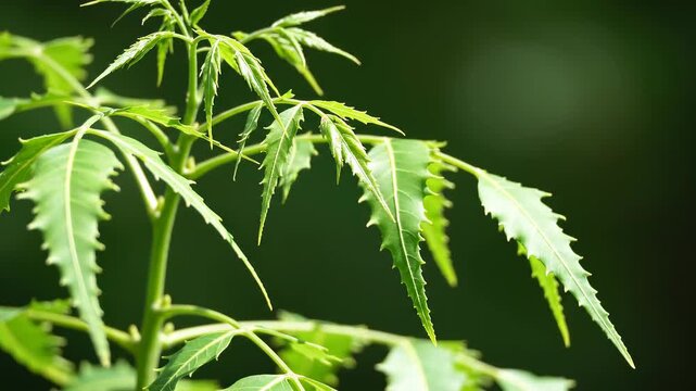 Fresh green neem leaves growing on medicinal plant