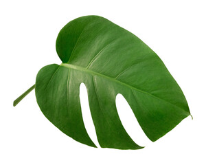 Monstera plant png on transparent background © Rawpixel.com