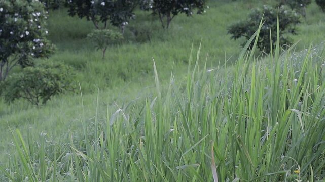 Close up of lush green grass blades blowing gently on a hillside slope. Fresh bright nature background at a campsite.