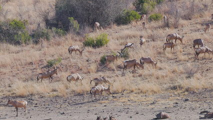 a shot of red hartebeest antelope grazing on a hill near a waterhole in pilanesberg national park of south africa © chris