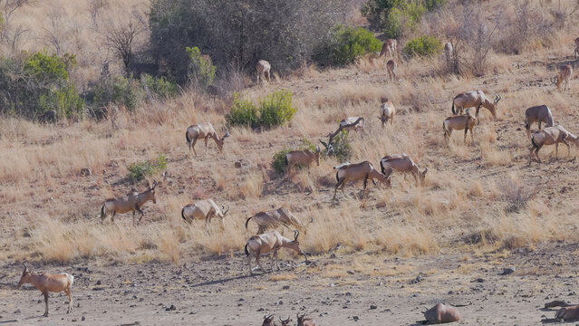 a shot of red hartebeest antelope grazing on a hill near a waterhole in pilanesberg national park of south africa