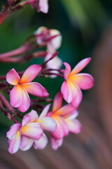 Fototapeta premium Close-up of two-tone pink and white Plumeria flowers with a yellow center blooming on a tropical tree branch.