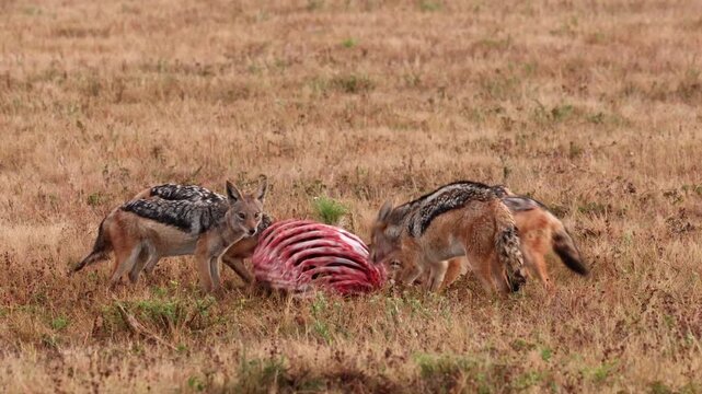 Black backed jackals feeding on fresh wildebeest carcass at sunrise in Africa