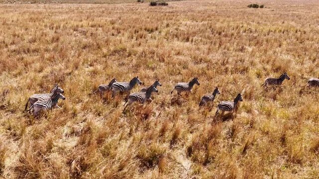 Slow motion zebra herd running across open African grassland, drone