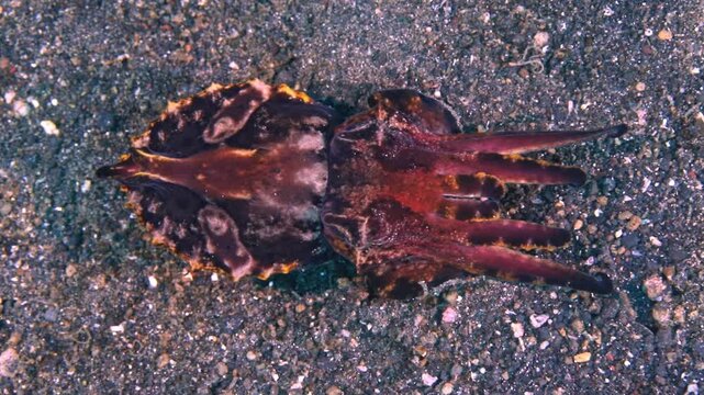 4K macro footage of a flamboyant cuttlefish walking across black sand in Lembeh Strait, Indonesia.