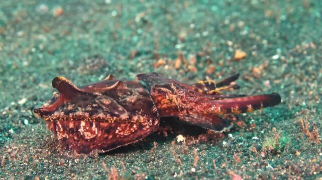 4K macro footage of a flamboyant cuttlefish walking across black sand in Lembeh Strait, Indonesia.