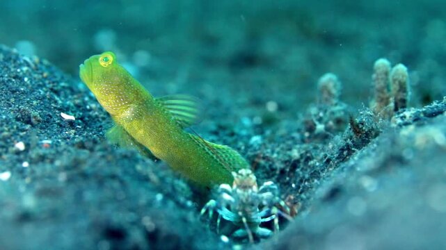 Close-up macro footage of a Yellow Watchman Goby (Cryptocentrus cinctus) standing guard at the entrance to its sandy burrow while sharing it with a pistol shrimp. This remarkable mutualistic partnersh