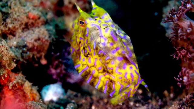 4K underwater footage of a colorful longhorn cowfish swimming over coral reef in Lembeh Strait, Indonesia.