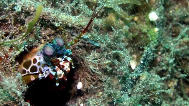 4K macro footage of a peacock mantis shrimp emerging from its burrow in Lembeh Strait, Indonesia.