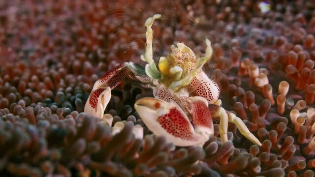 4K macro footage of a porcelain anemone crab on a sea anemone in Lembeh Strait, Indonesia.