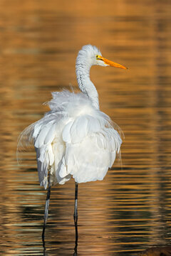 An eastern great egret (Ardea alba modesta) standing in shallow water, South Australia