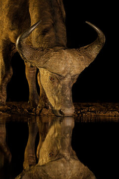 Portrait of an African buffalo bull (Syncerus caffer) drinking at a waterhole during the night, South Africa