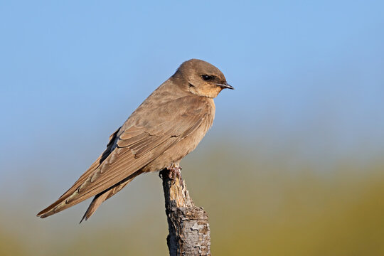 A brown-throated sand martin (Riparia paludicola) perched on a branch, South Africa