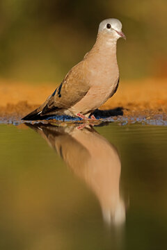 An emerald-spotted wood dove (Turtur chalcospilos) at a waterhole with reflection, South Africa
