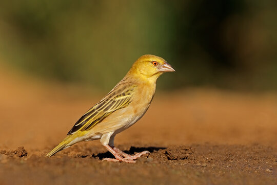 A female eastern golden weaver (Ploceus subaureus) perched on the ground, South Africa