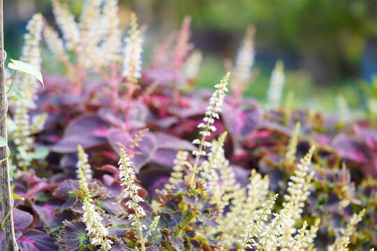 Perilla frutescens var common names are Beefsteak plant, Perilla mint, Wild basil, Purple mint, Japanese basil.