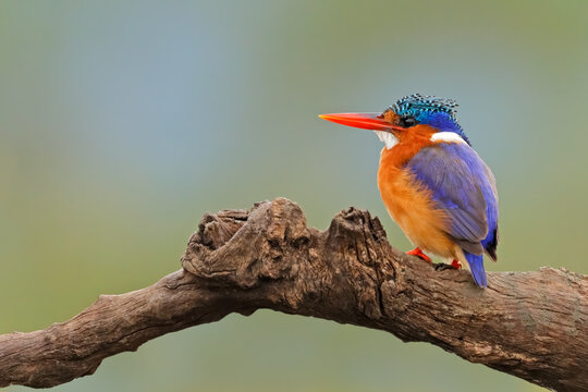 A colorful malachite kingfisher (Corythornis cristatus) perched on a branch, South Africa