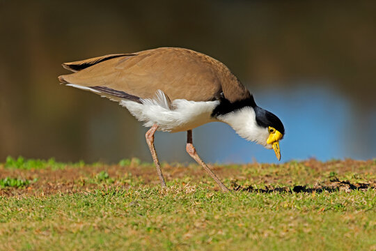 A masked lapwing (Vanellus miles) standing in natural habitat, South Australia