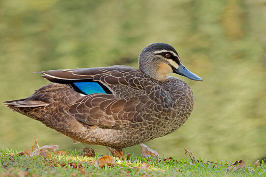 A pacific black duck (Anas superciliosa) standing in natural habitat, South Australia