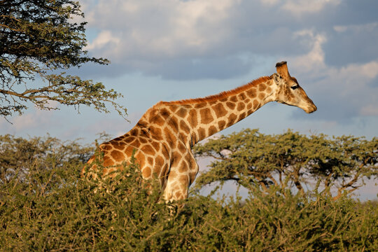 A giraffe (Giraffa camelopardalis) in natural habitat, Mokala National Park, South Africa
