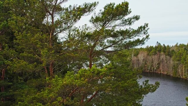 Aerial view gliding over forested lake shoreline in Stora Delsjon nature reserve, Sweden