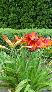 Orange daylily flowers bloom brightly against a background of green bushes and dense emerald thuja trees. Vibrant petals sway on long thin stems amidst rich green lanceolate leaves.