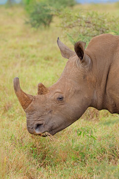Portrait on an endangered white rhinoceros (Ceratotherium simum), South Africa