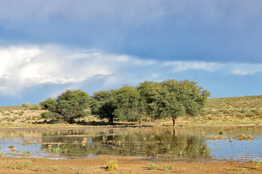 Wet season landscape with tree reflected in a rain pool, Kalahari desert, South Africa