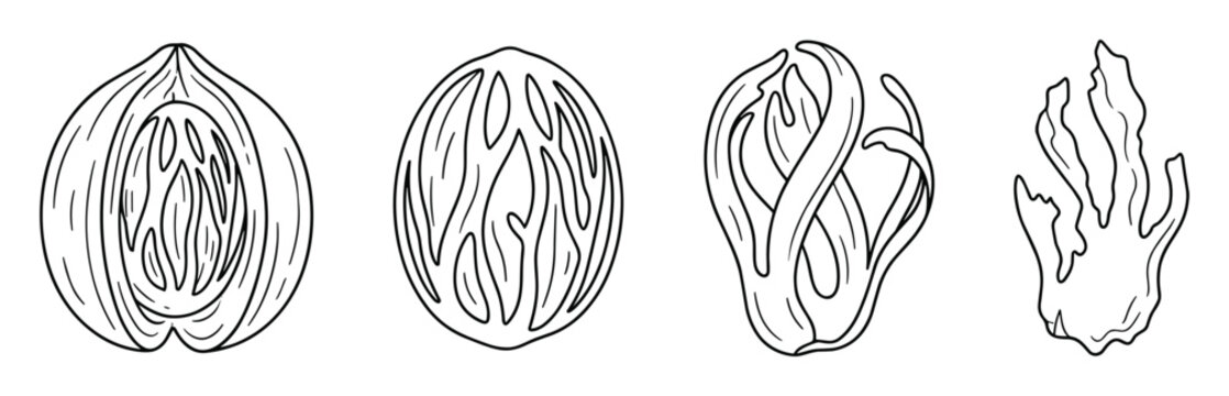 Line art botanical illustration set of whole nutmeg seeds and mace pieces.