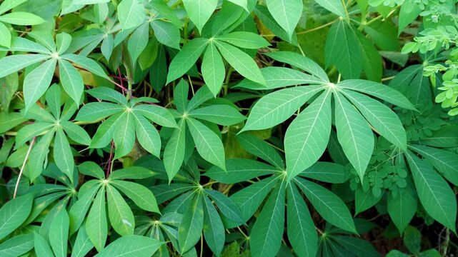 Vibrant green cassava leaves pattern in a tropical farm