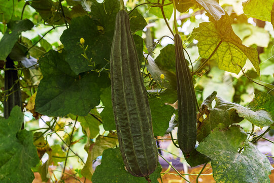 Fresh dark green ridged luffa gourds hang heavily under trellis canopy in organic agricultural farm. Abundant angled luffa growing on overhead trellis. Chinese okra and green Leaves in organic field.