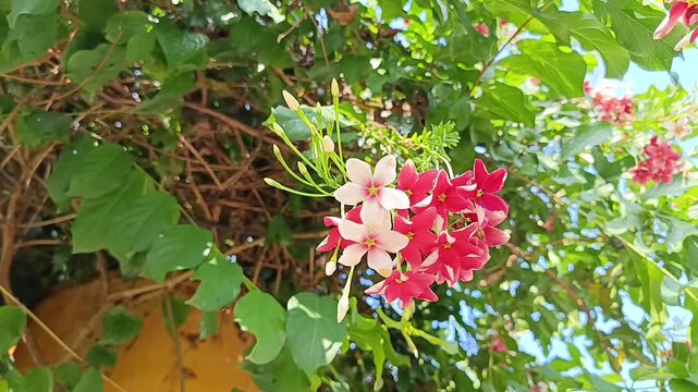 Pink Ixora Flowers Blooming in Tropical Garden