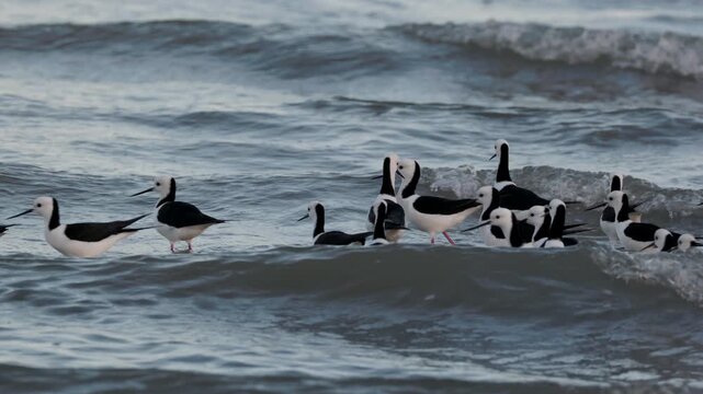 a flock of pied stilts wading the waters edge of the mudflats at oyster point in cleveland, queensland