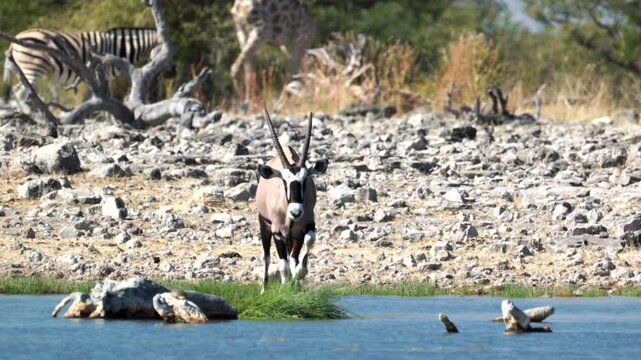 a gemsbok approaches goas waterhole of etosha national park in namibia, africa