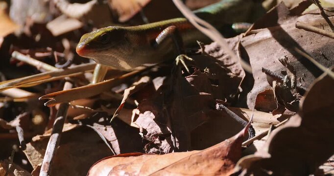 Many-lined sun skink crawling through dry brown leaf litter on a forest floor during a sunny day. Close-up ground level shot showing scales and camouflage in natural habitat.