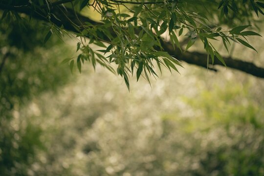 Ambient muted green willow tree leaves framing a soft blurred summer bokeh background with copy space