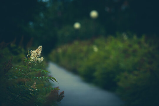 Blurred park path at twilight, nature background and a sharp close-up of a white Sorbaria sorbifolia (Spirea) blossom, cinematic atmosphere.