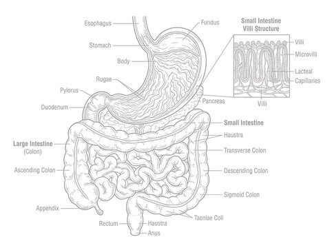Educational diagram of the human digestive system with detailed labels and villi structure