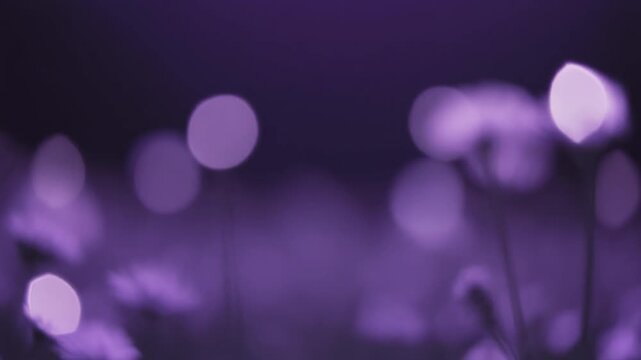 Soft lavender light orbs drift across dark background, glowing with diffused backlighting and dreamy bokeh resembling blurred flower fields at dusk in cinematic slow motion.