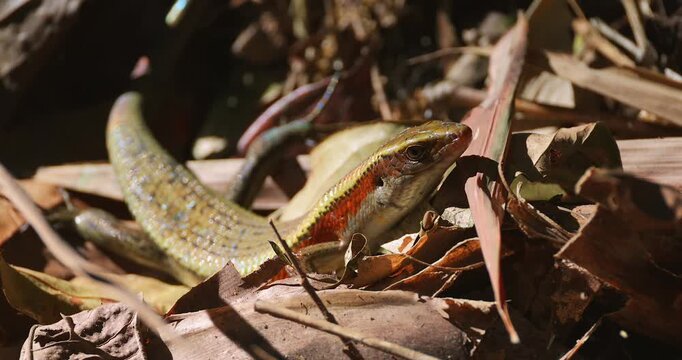 Many-lined sun skink lizard resting on dry brown leaves on tropical forest floor during day. Close-up macro shot showing scales and orange stripe detail in natural sunlight.