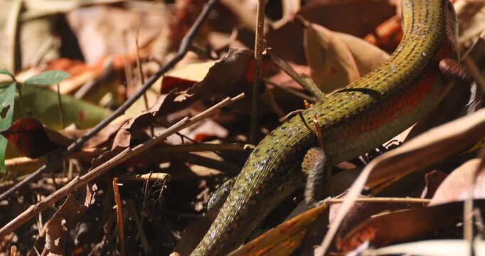 Common Sun Skink Eutropis multifasciata with orange stripe resting on dry forest leaf litter during daytime. Close-up side view showing reptile scales and natural camouflage.