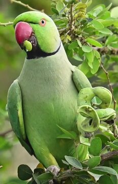 Rose-ringed Parakeet.