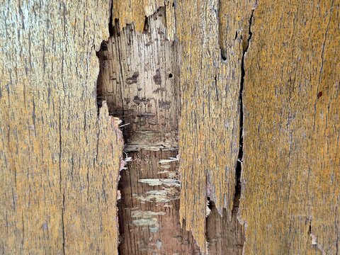 Grungy background texture of old decaying wood board with peeled yellow finish.