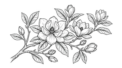 Vintage magnolia flower branch vector illustration, hand drawn botanical line art with blossoms and buds, elegant floral sketch for wedding invitations © usman