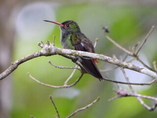 Colibrí © Pablo