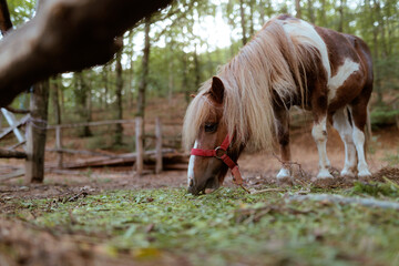  Beautiful Pinto Pony Gracing On Mossy Ground In Forest. Small brown and white horse with long mane eats grass in woods © nicoletaionescu