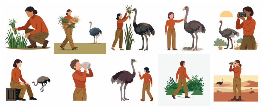 Flat vector illustration set of a woman interacting with ostriches in various activities and environments